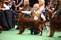 Crufts2011_2 020